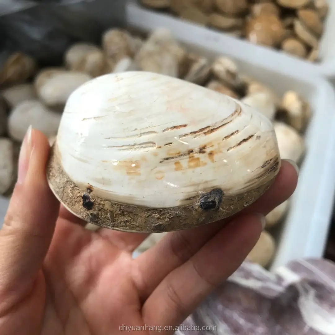 贝壳化石水晶贝类家居装饰 - buy shell fossil crystal shellfish