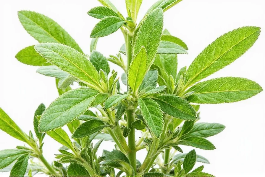 Mexican Oregano in Salsa