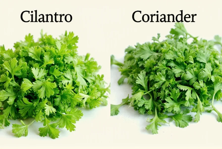 Fresh cilantro leaves and stems on white background