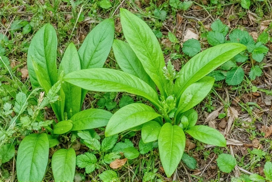 Midlothian gardener planting wild ginger in shaded garden bed