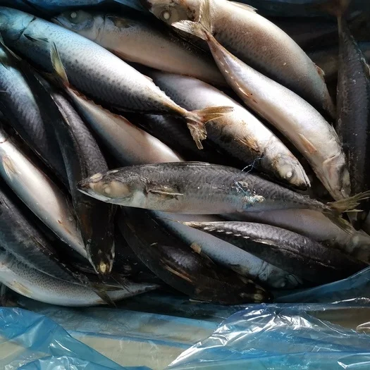 
Frozen Whole Round 300-500G Pacific Mackerel Sea Dream 