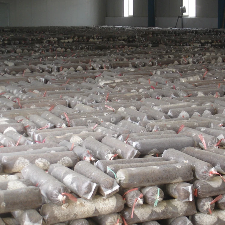 
Shiitake Mushroom Spawn Champignon Mushroom Seeds 