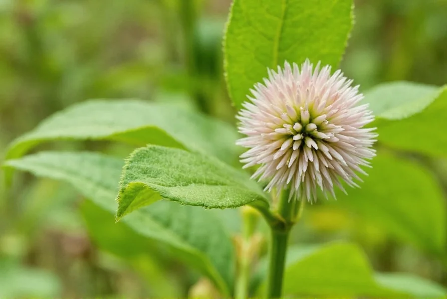 nagella sativa the tiny seed with big flavor and bigger benefits