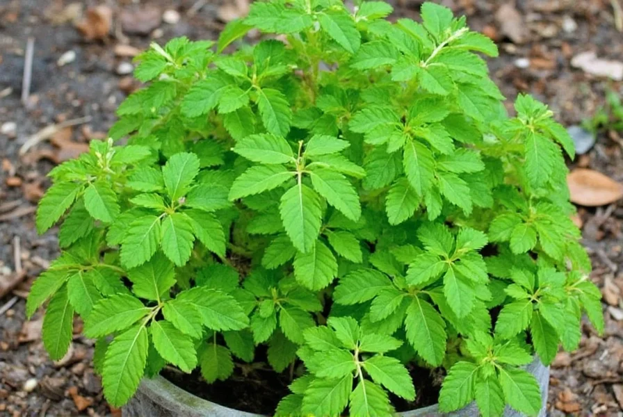 Close-up of Vietnamese coriander leaves showing distinctive pink veins