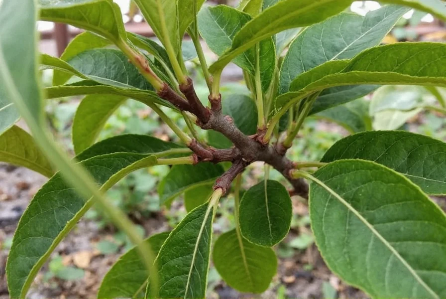 Clove tree in flowering stage showing progression from pink buds to mature spice