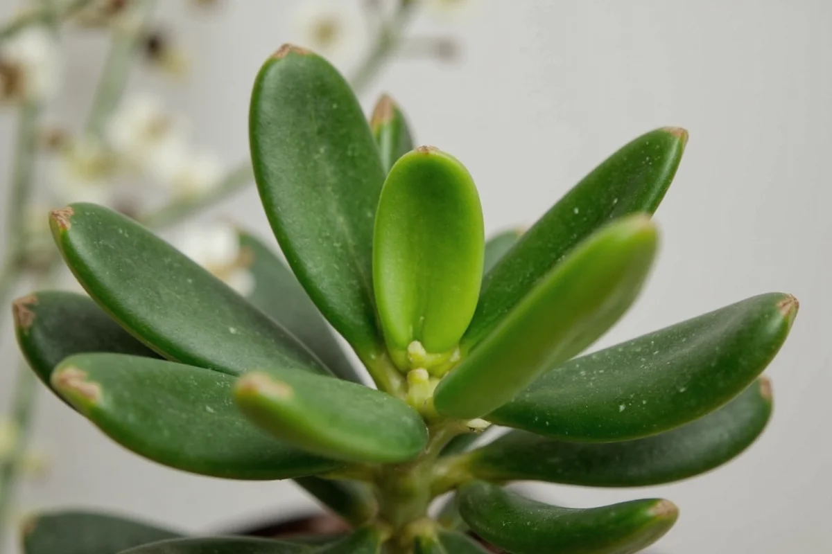 how do i prune a jade plant
