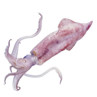 frozen squid whole frozen seafood factory