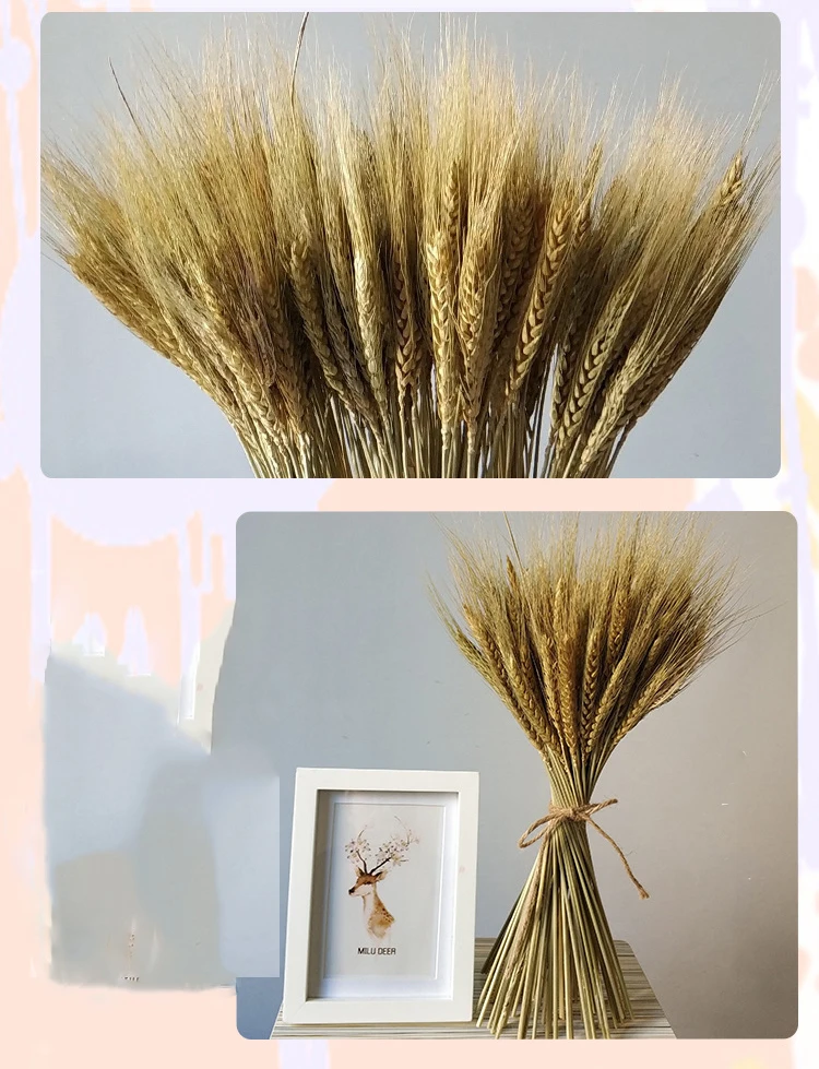 Dried Artificial Natural Real Wheat For Flower Arrangement