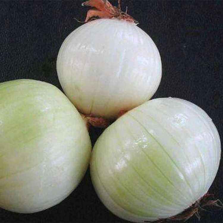 hot sale fresh onions white onion price ton