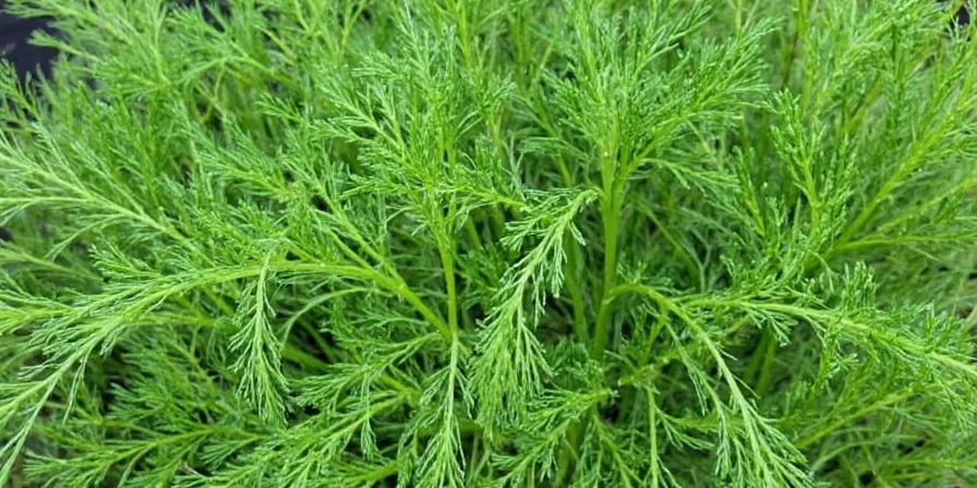 Side by side comparison of dill and fennel plants