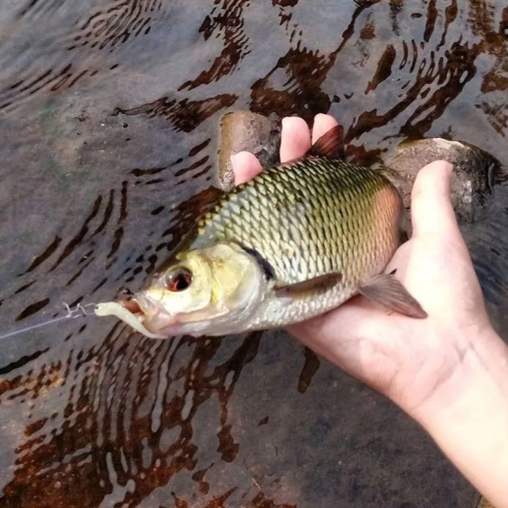 Soft Root Fishing Lure (9).jpg