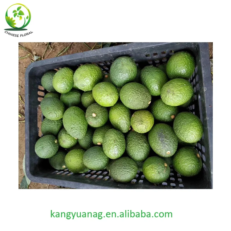 
Avocado Seedling Grafted Fruit Tree Hass variety 