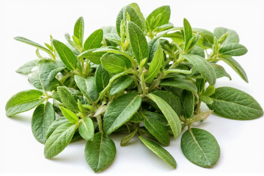 Oregano sprigs next to common cooking ingredients like tomatoes, garlic, and olive oil