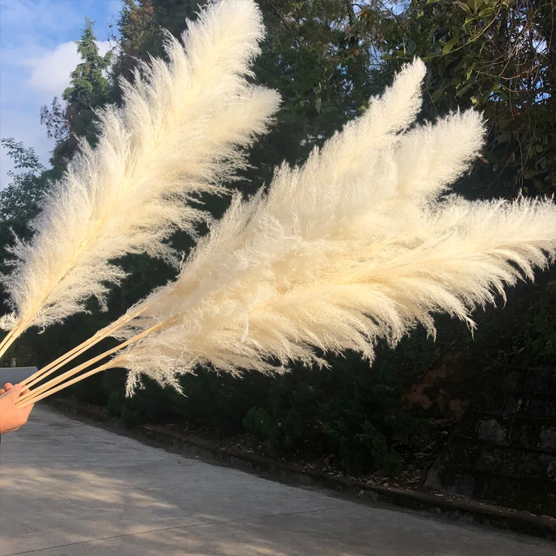 Wholesale Pampas Grass 45cm 100 Cm Extra Large Pampas Grass Dried