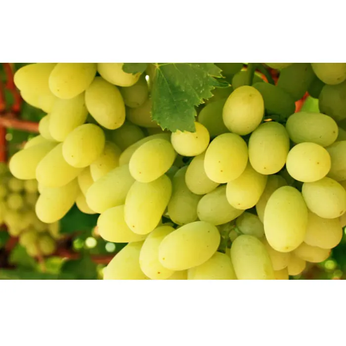 
Quality Sweet Thompson Seedless Sweet Fresh Grapes for Wholesale 