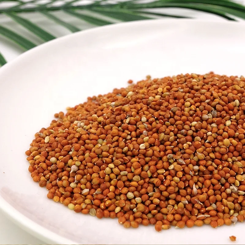 new crop grade red foxtail millet for bird feed red millet in