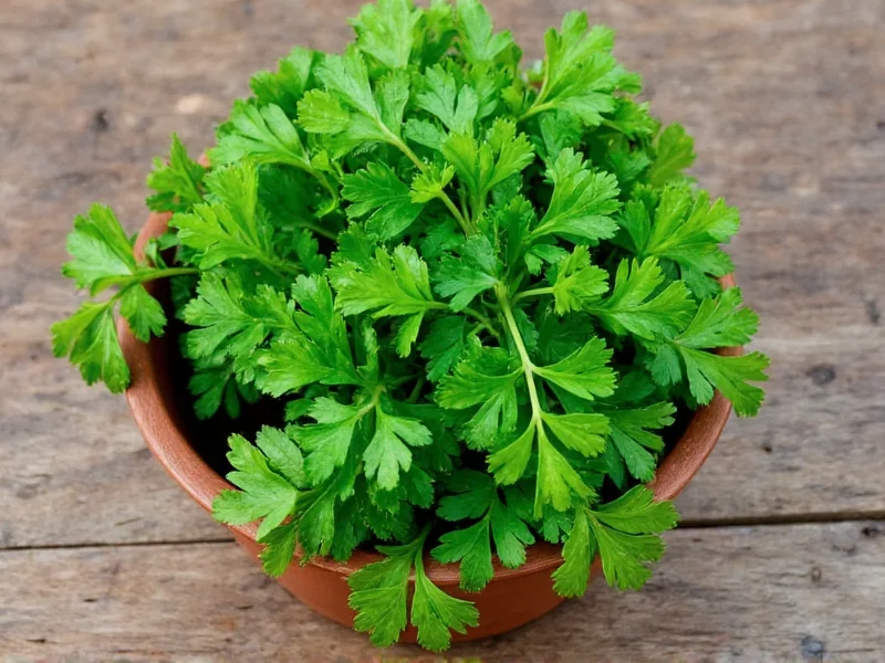 Coriander vs Parsley: Clearing the Confusion
