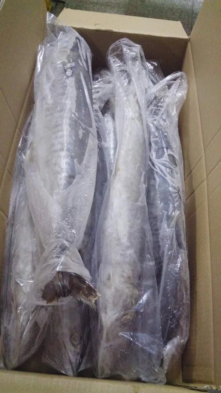 
Frozen WR King Fish Spanish Stripe Mackerel 
