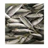Frozen Round Scad Fish