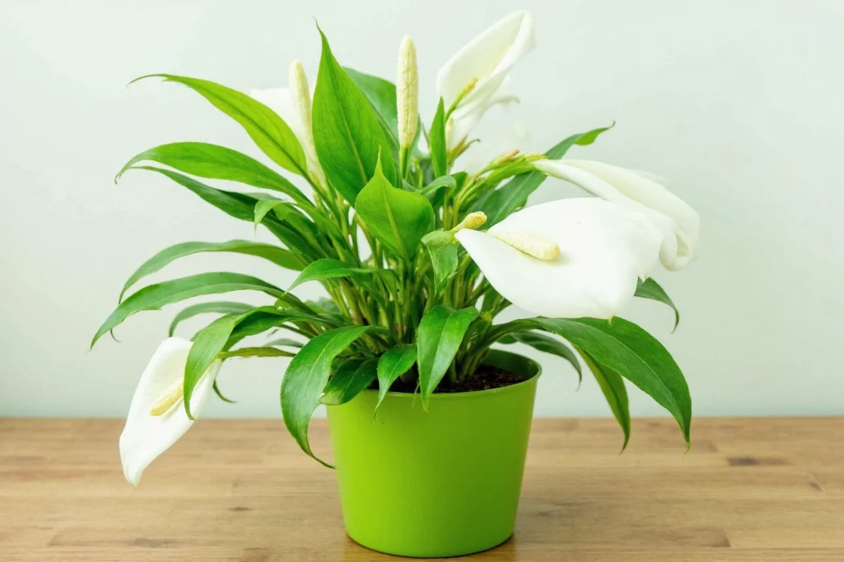 how often should you water a peace lily plant