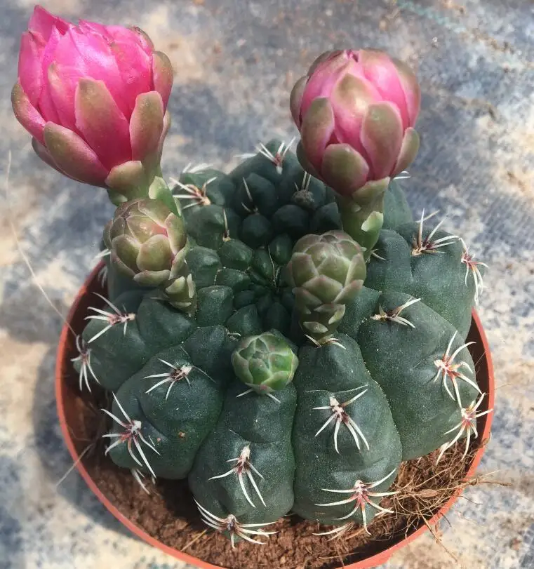 
hotsale Cactus Gymnocalycium baldianum for wholesale 