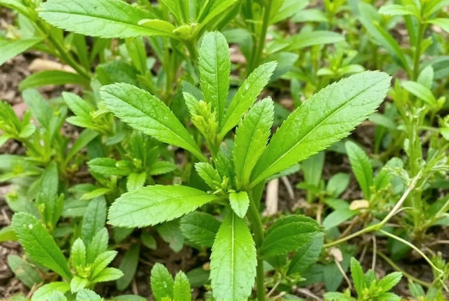 Herbs Comparison Table