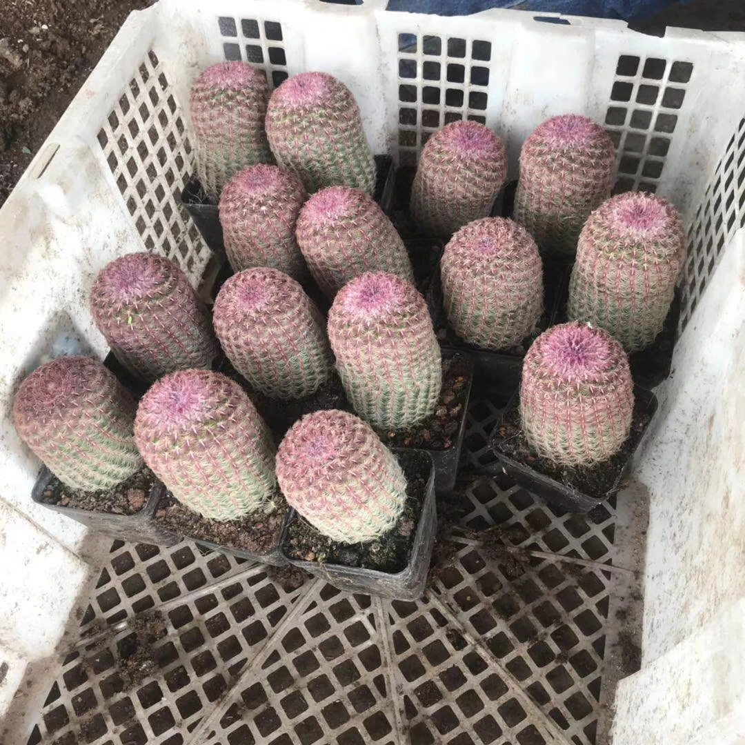 
purple sun cactus plant 7-9cm ECHINOCEREUS RIGIDISSIMUS RUBRISPINUS 