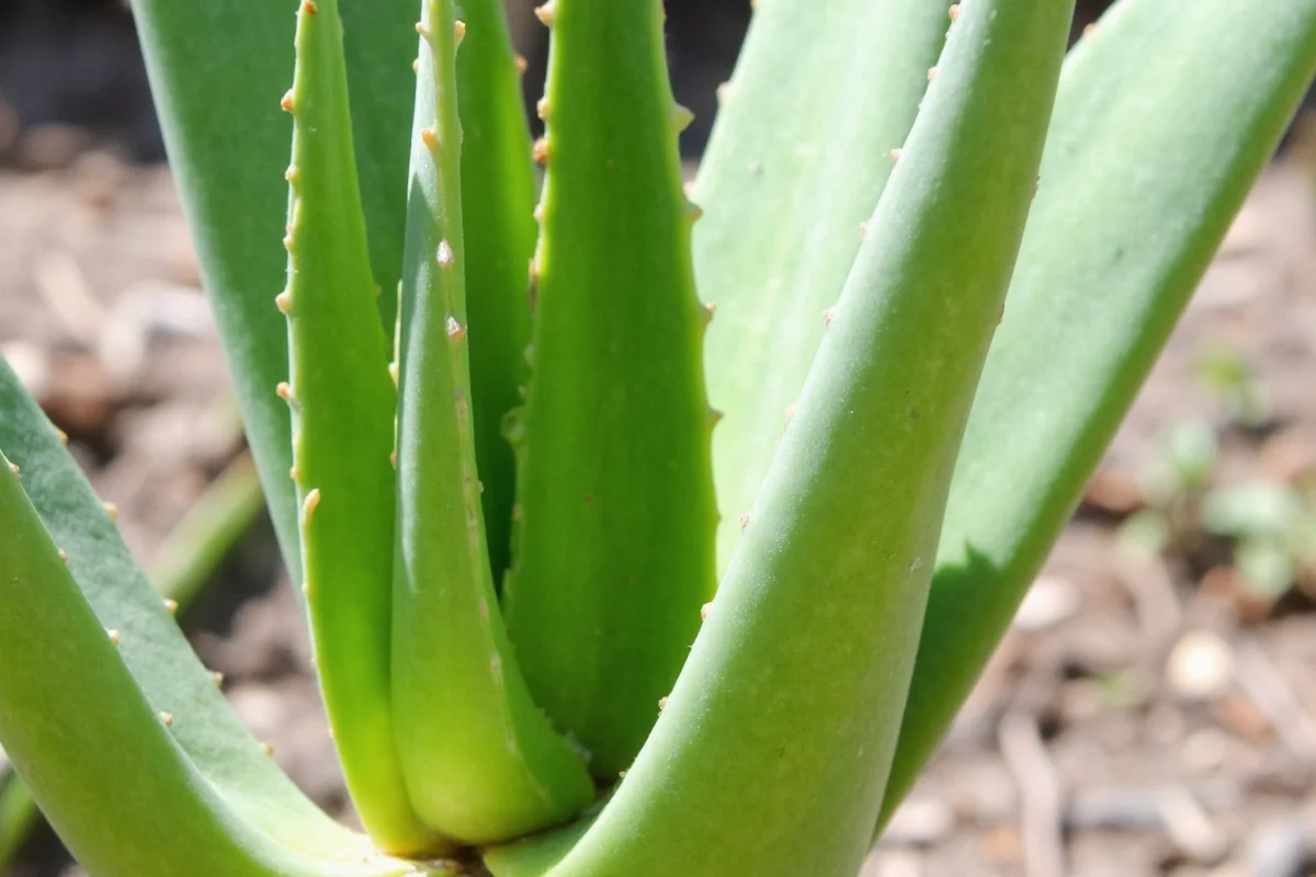 WHY IS MY ALOE PLANT DYING visual data 7