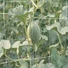 hdpe cucumber net plant support binding tool trellis netting
