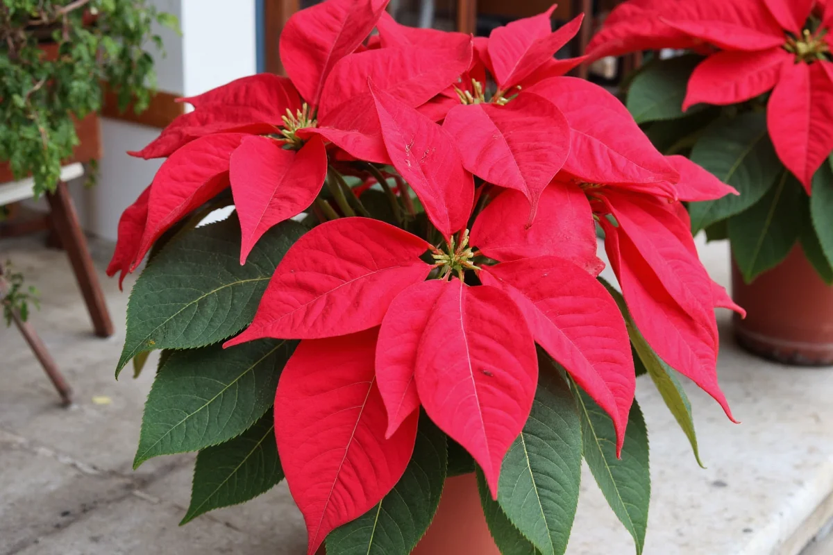 how to take care of poinsettia plants indoors