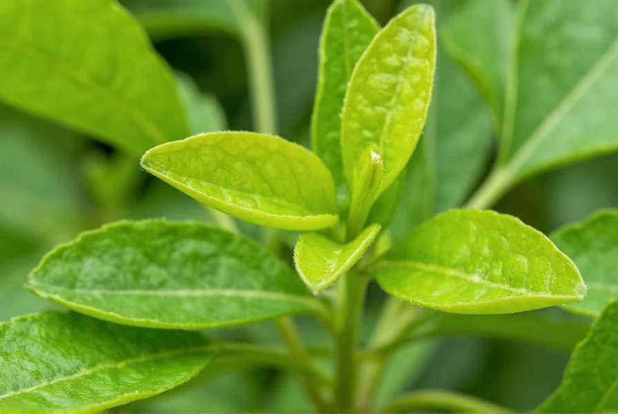 Close-up of young pepper plant leaves showing tender green foliage suitable for culinary use