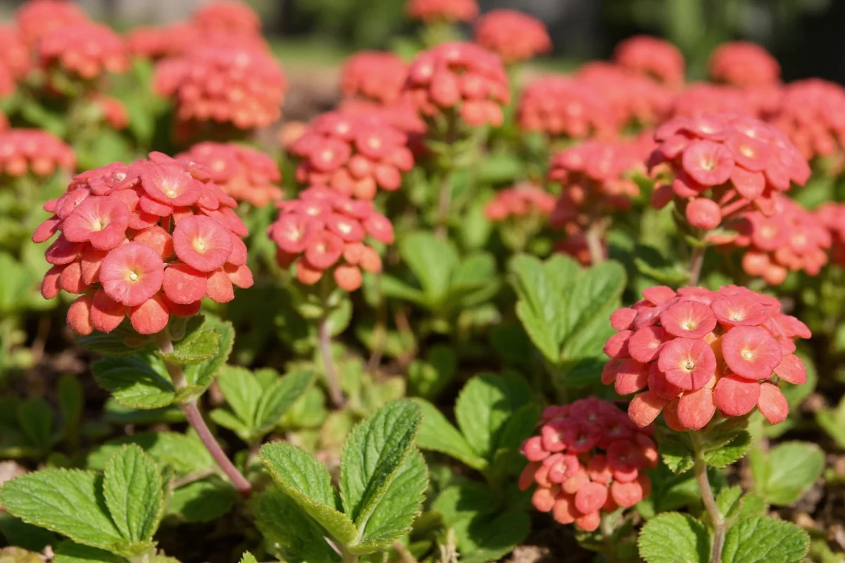 can a kalanchoe plant be planted outside