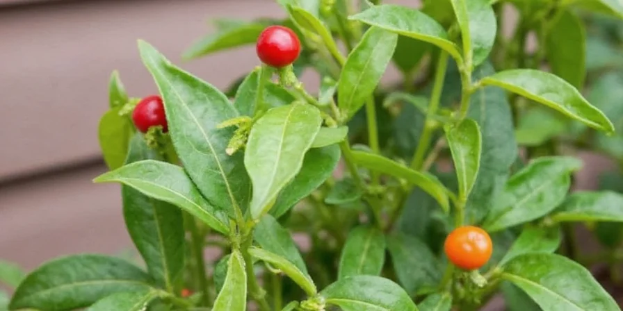 Mini chili plant care tips illustrated