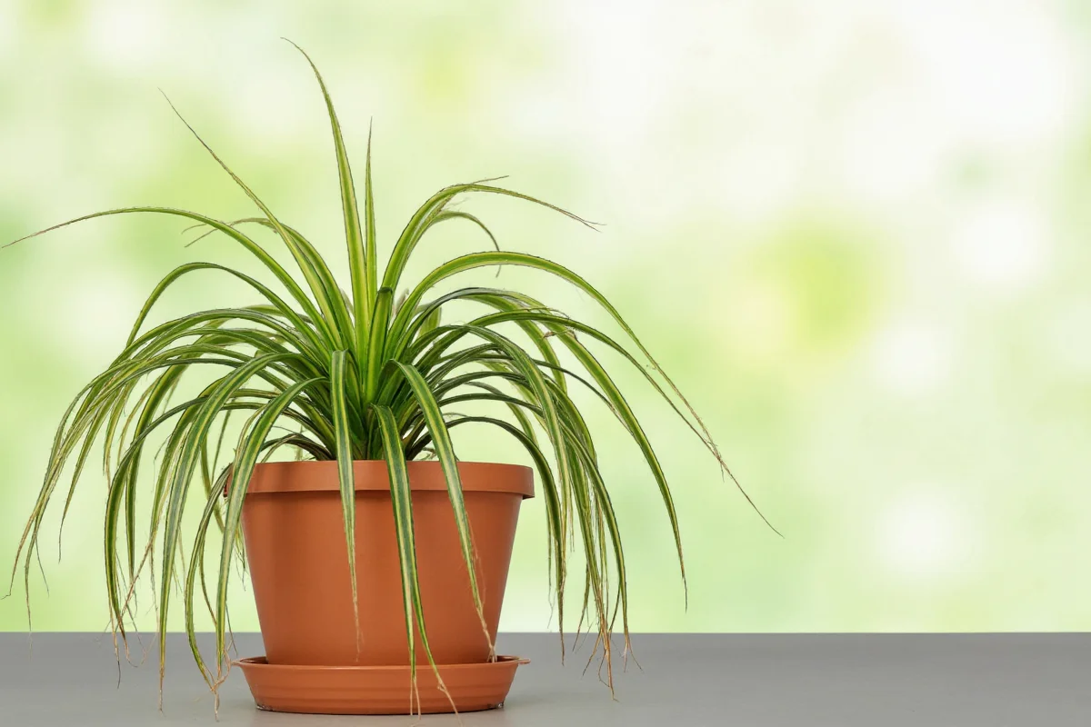 how to care for a spider plant indoors