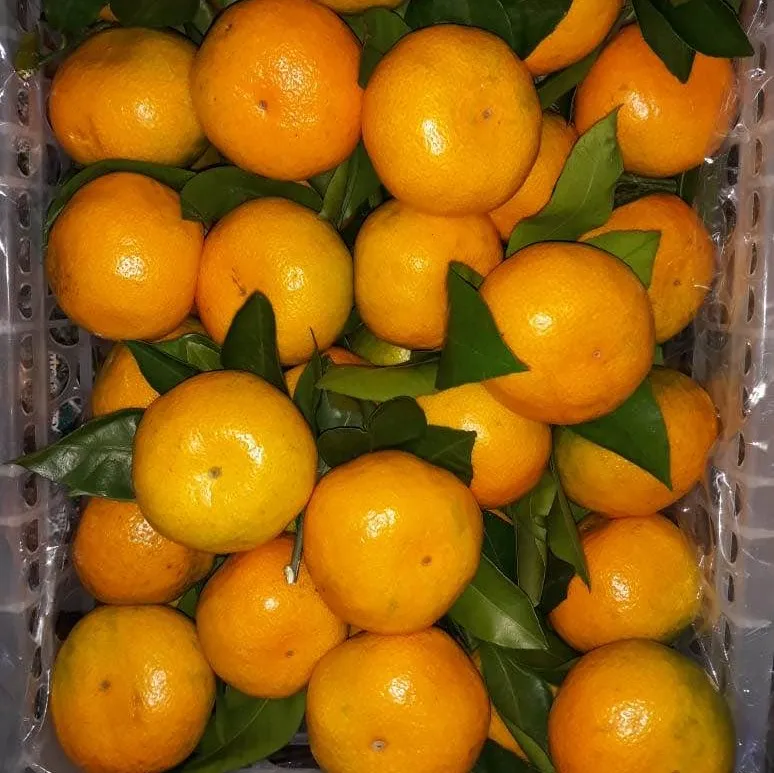 where can you buy cuties oranges