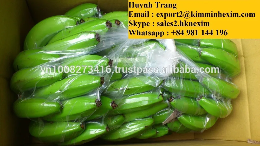
GREEN CAVENDISH BANANA (WHATSAPP : +84 981 144 196) 