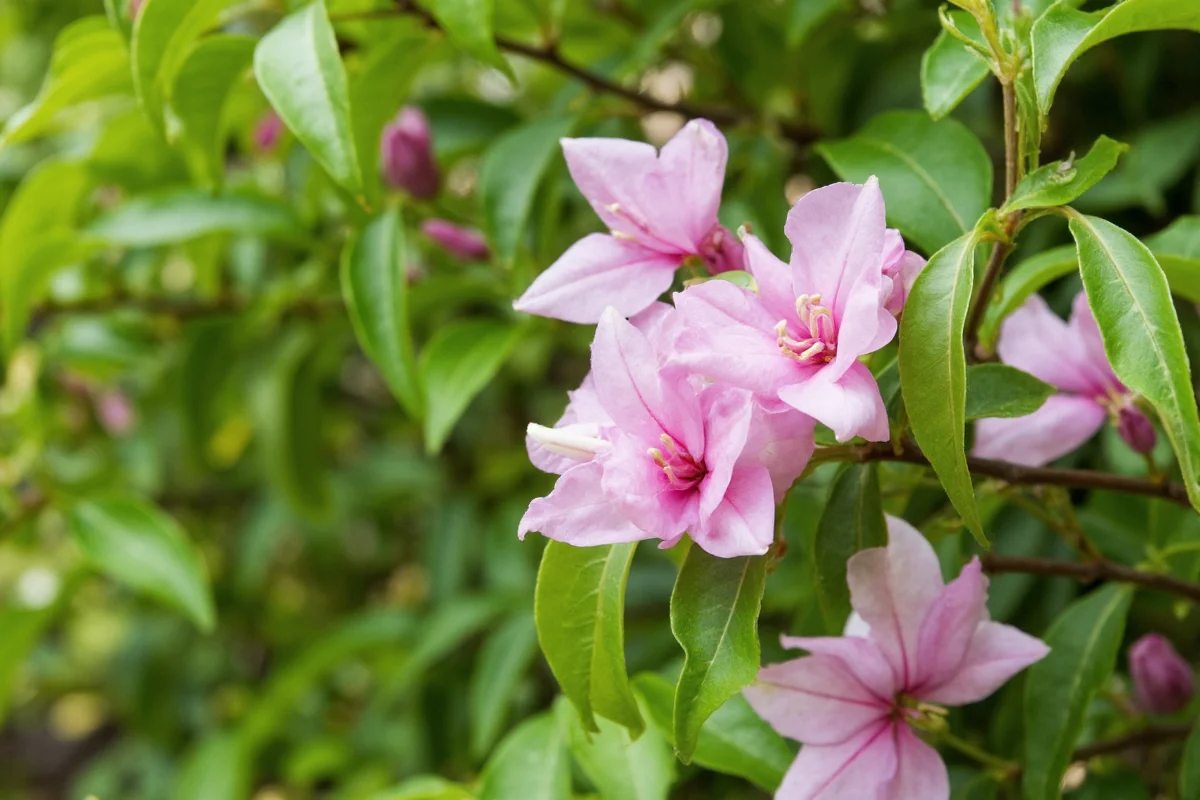 how do you care for a bougainvillea plant