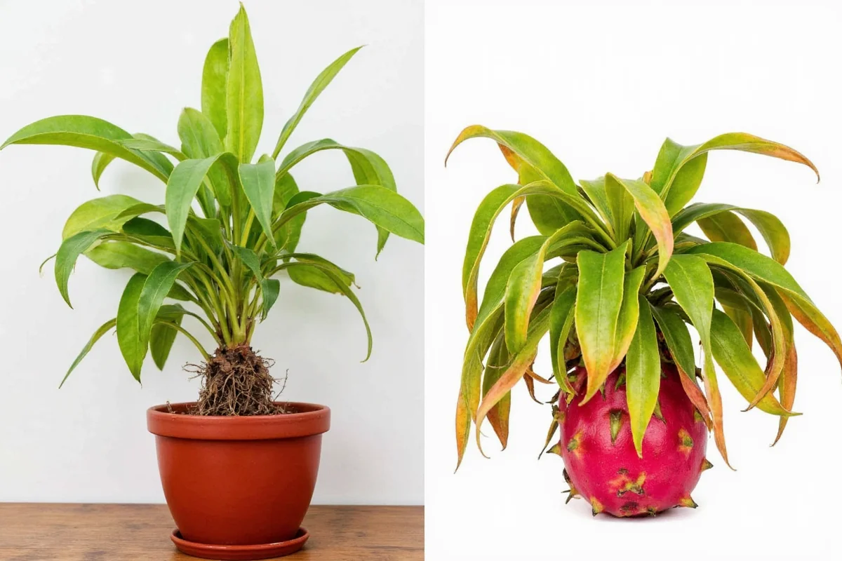 how to take care of dragon fruit plant