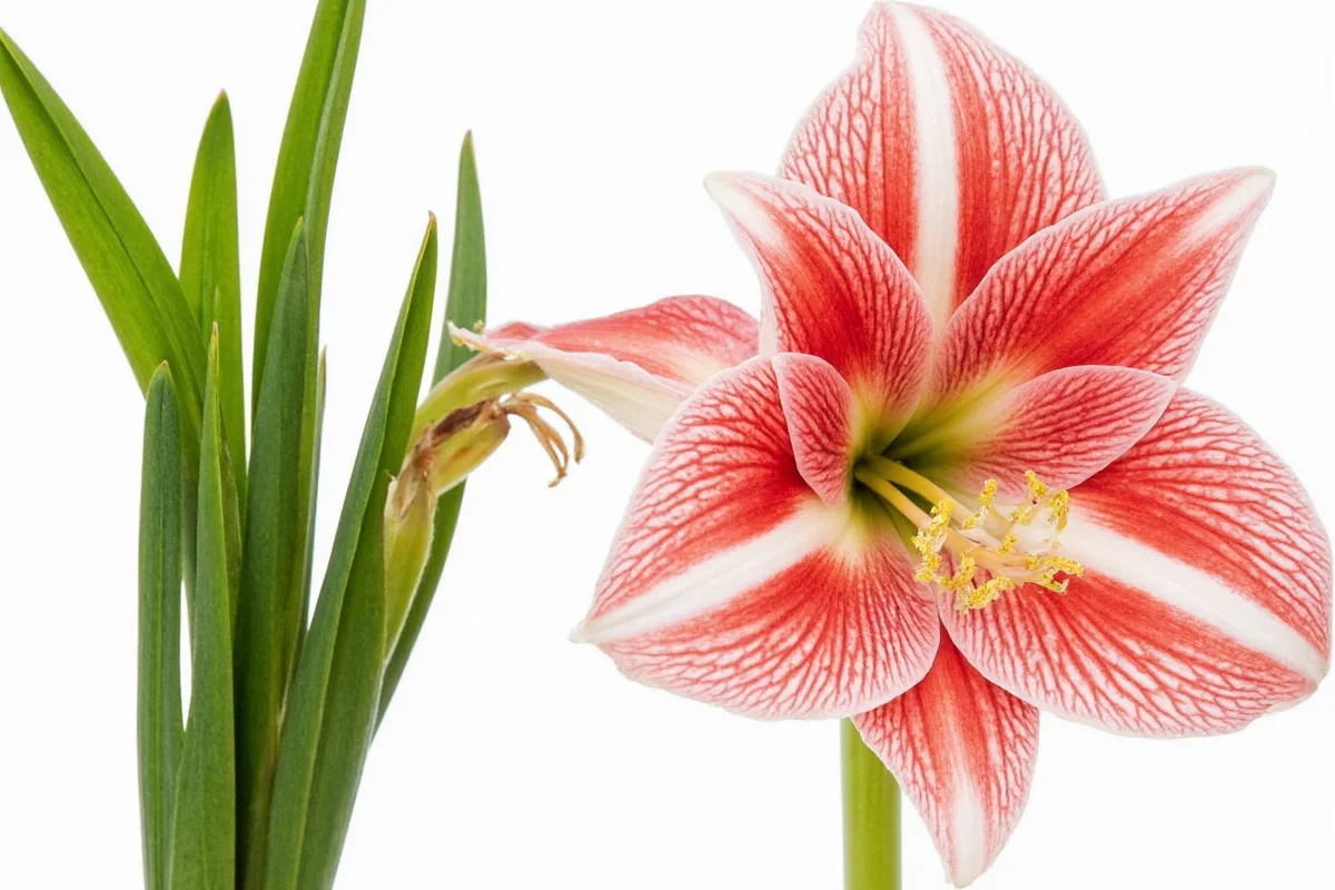 how to take care of amaryllis plant
