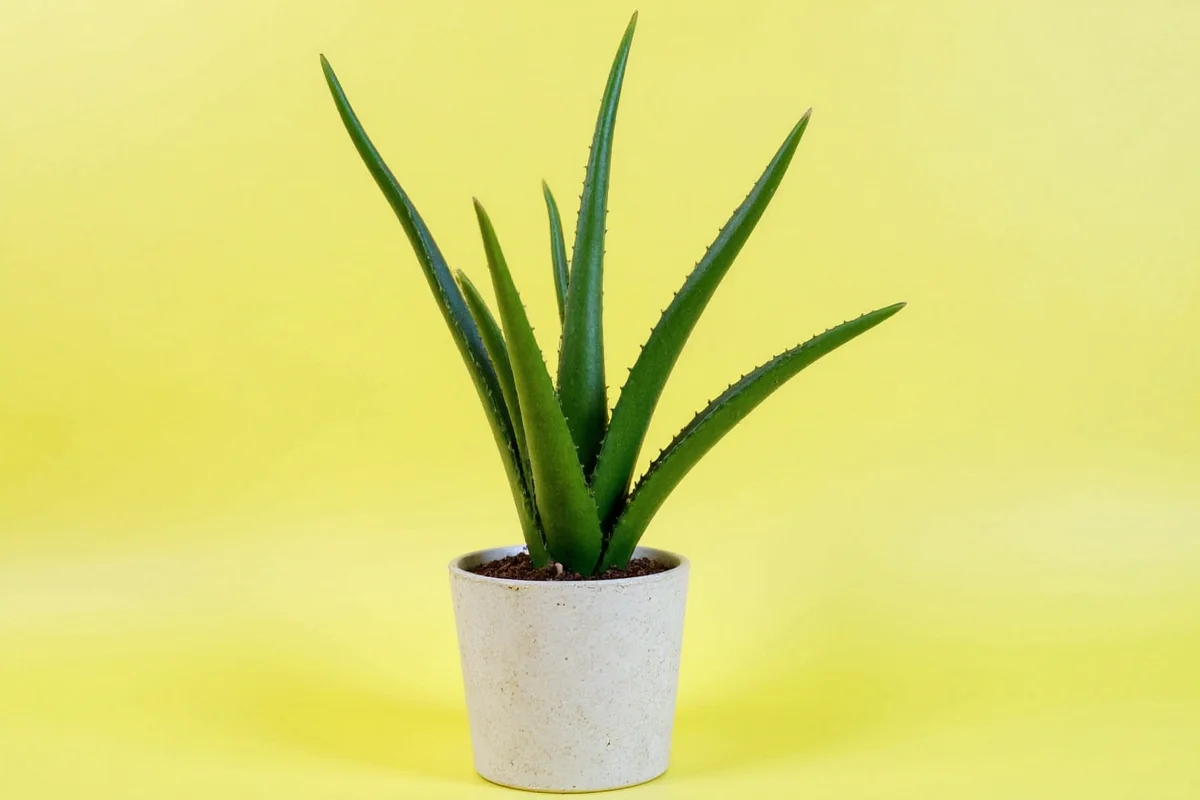 how to look after aloe vera plant