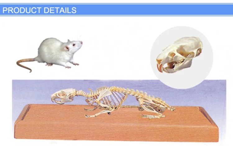 小鼠股骨图片