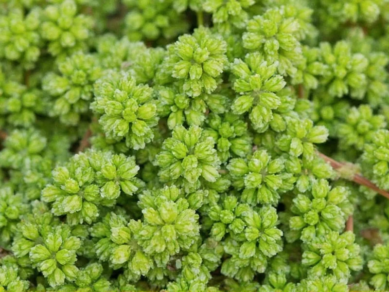 What Is Dried Marjoram? Complete Culinary Guide