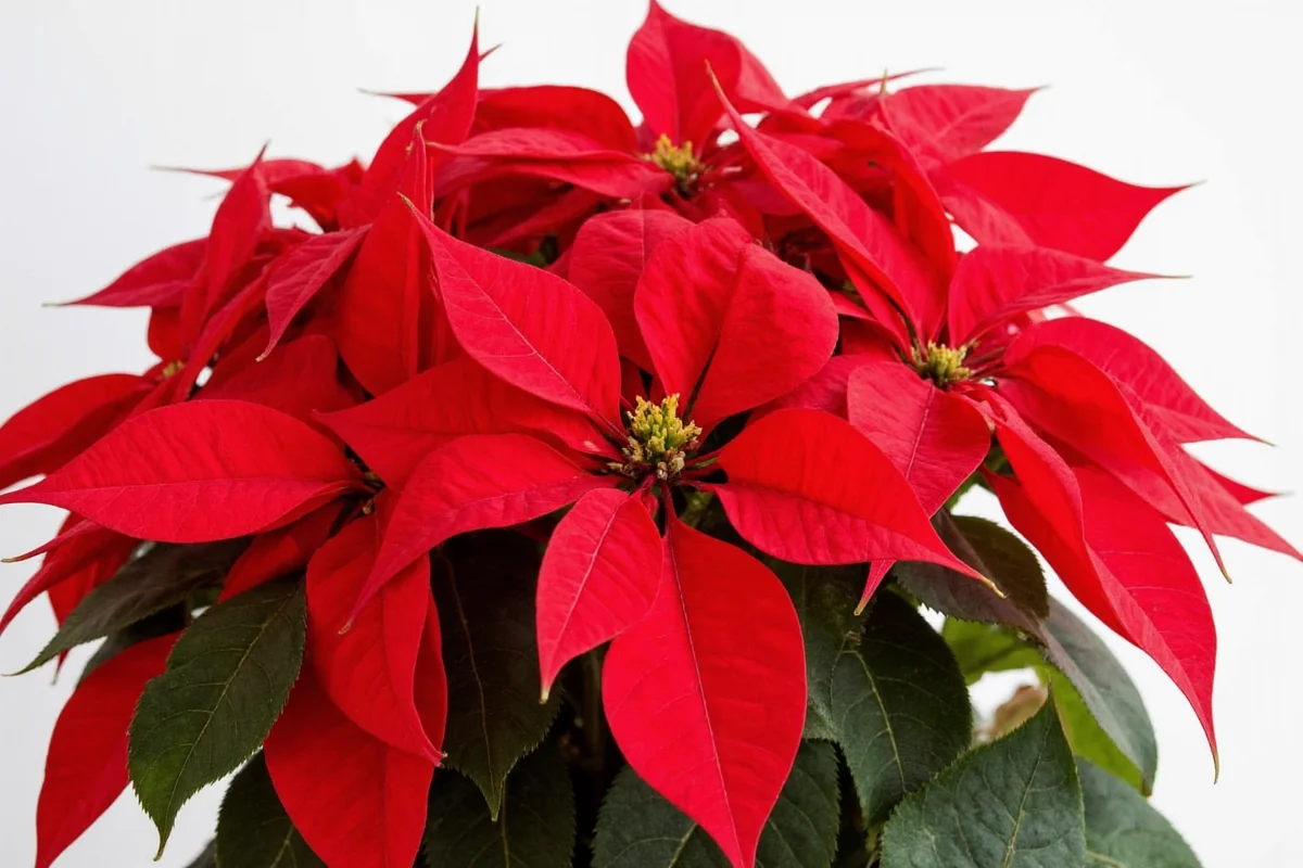 how to take care of poinsettia plants