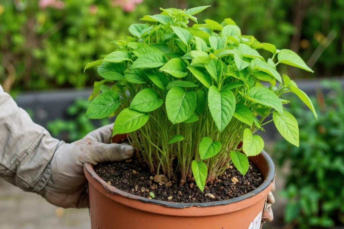 extend the blooming season of your astilbes