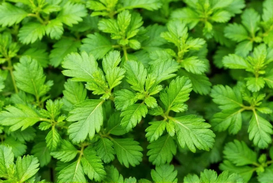 Close-up of fresh parsley leaves on a cutting board