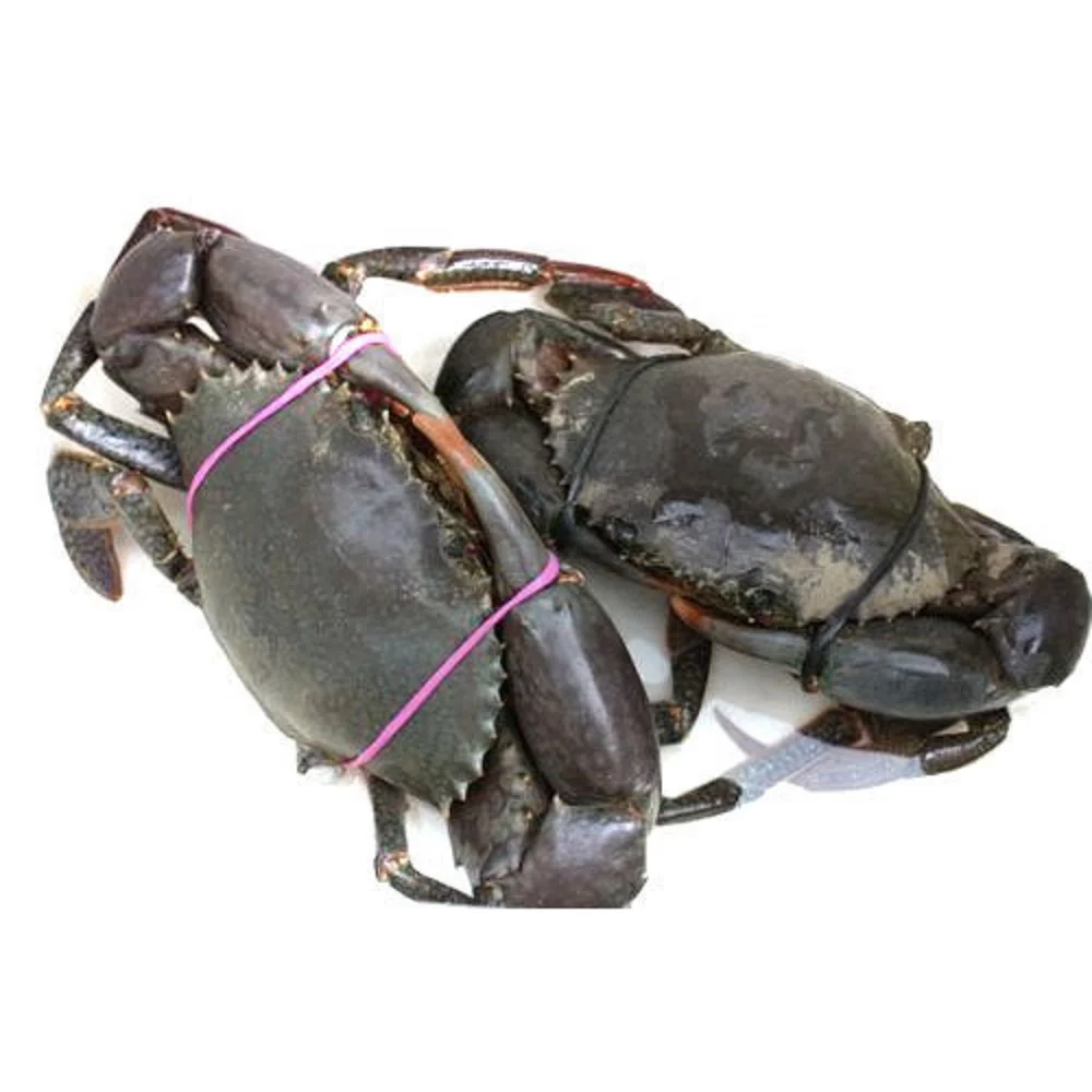 Live Mud Crab Buy Mud Crab For Sale Live Mud Crab Mud Crab Price Mud Crab Live Crab Mud,Mud