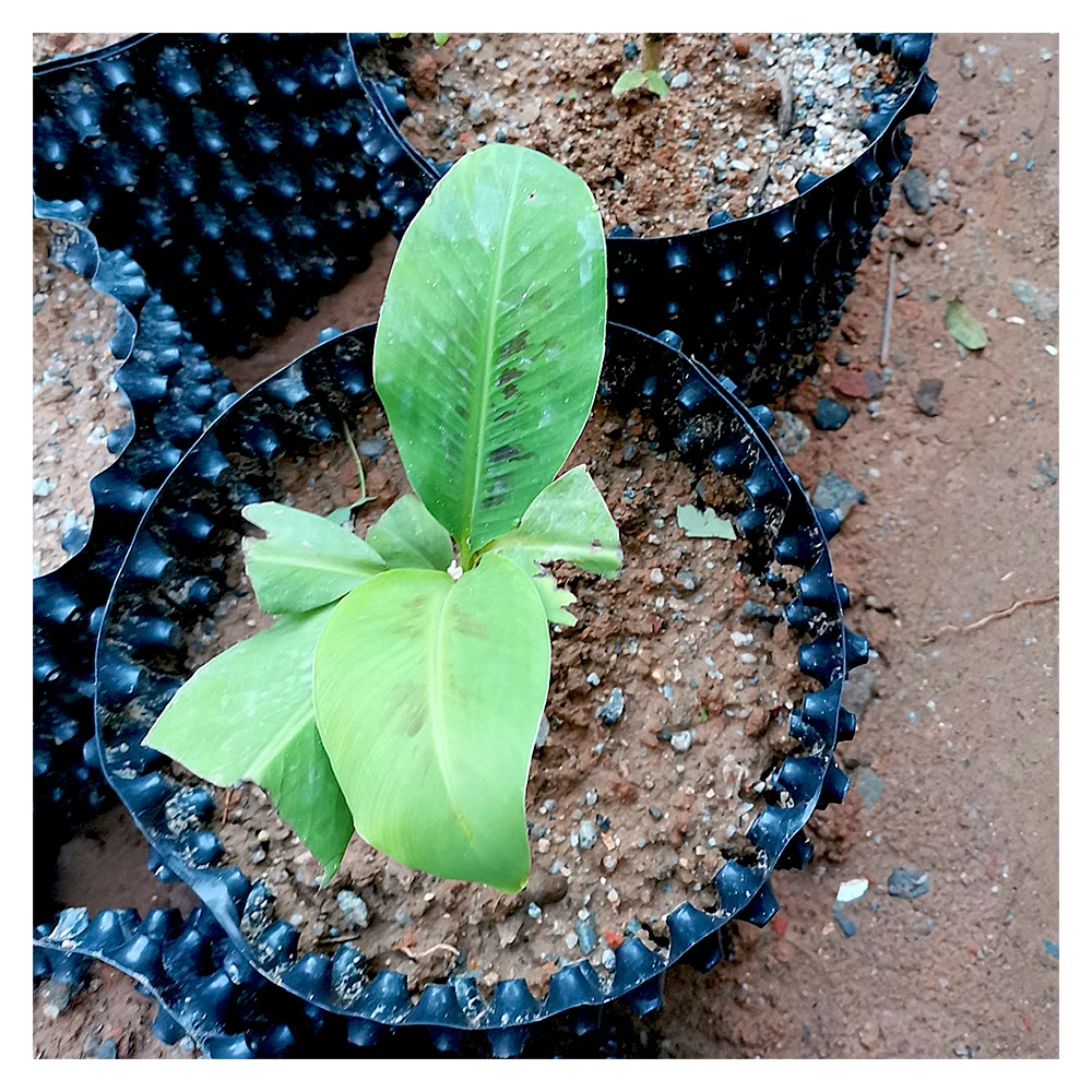 

good quality 5 gallon plastic air root pruning pot for tree, Black, white, customized