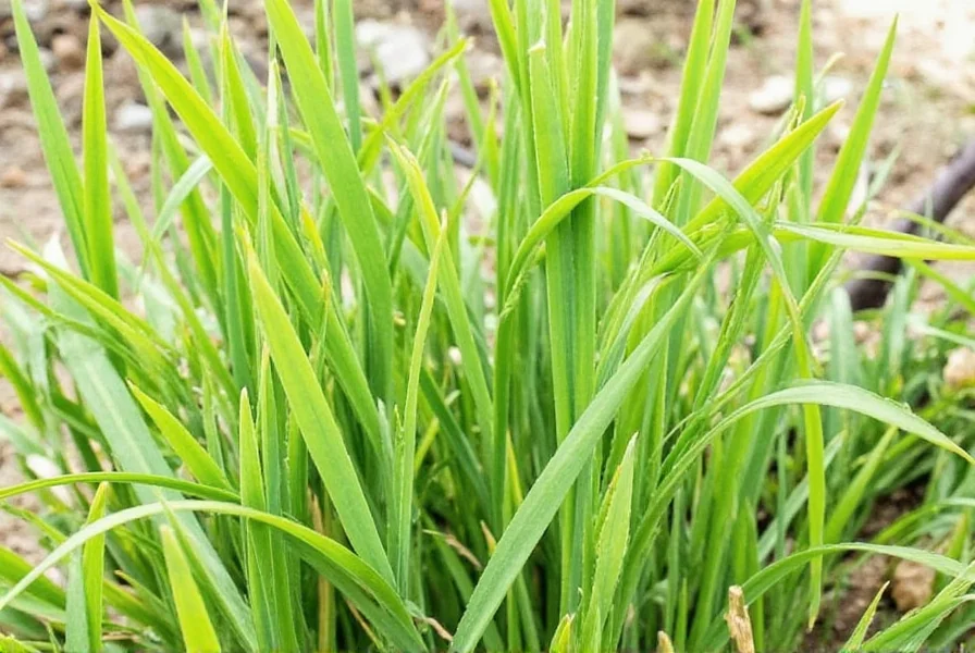 Lemongrass in Soup