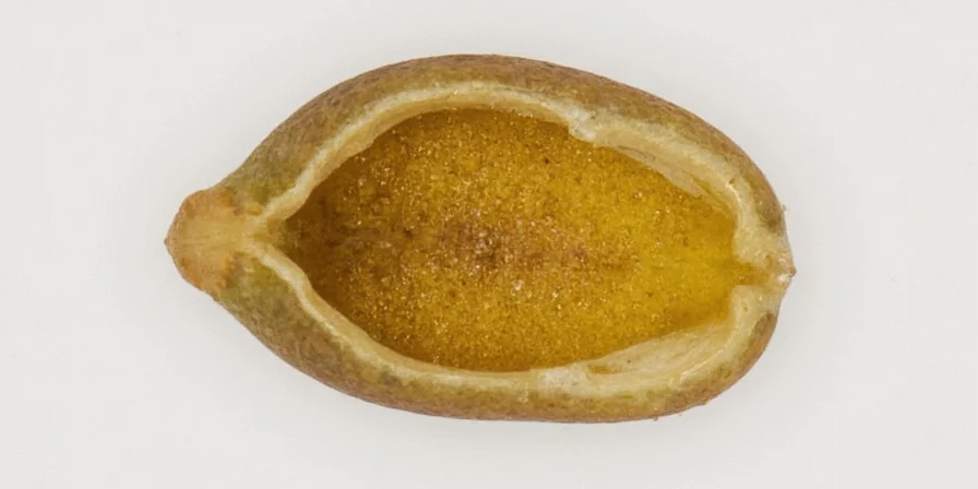 The Tiny Powerhouse: What’s Inside a Mustard Seed? (Spoiler: It’s Spicy Science!)