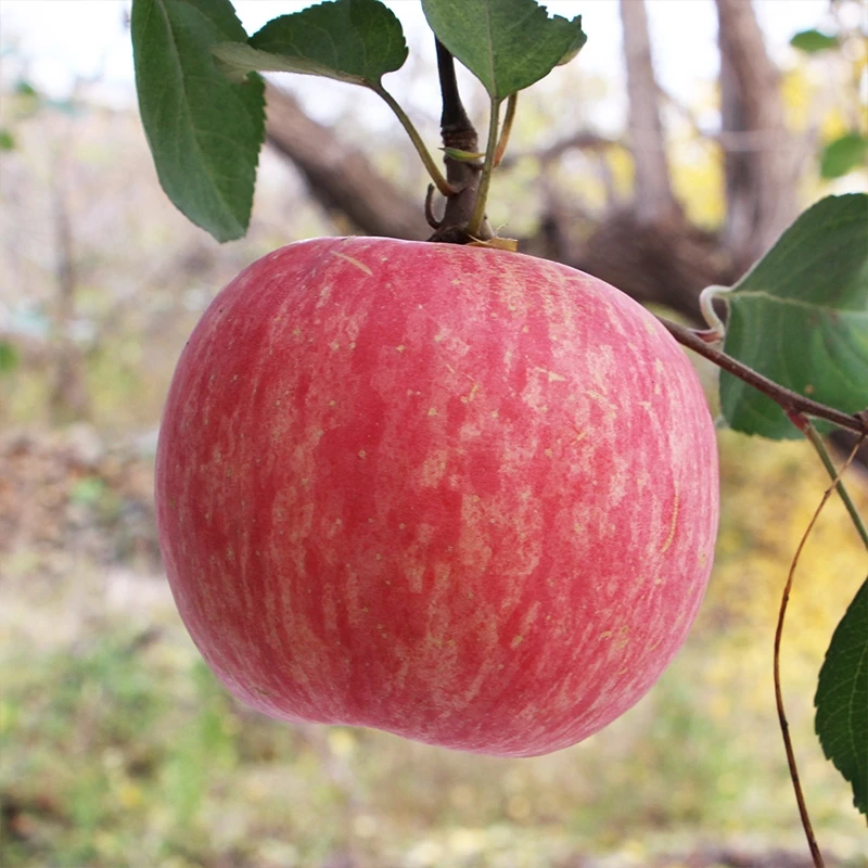 2020 hot selling chinese fuji fruit apple apple price